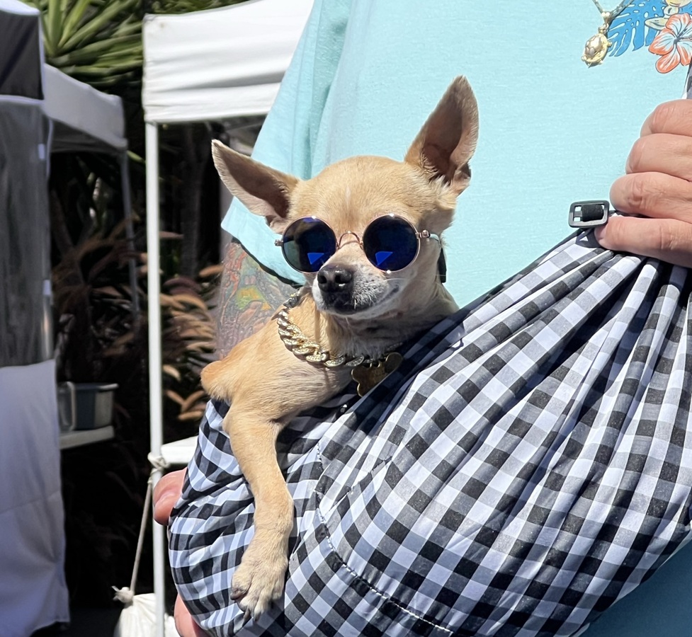 The Blessing of the Animals - Mission San Luis Rey 7